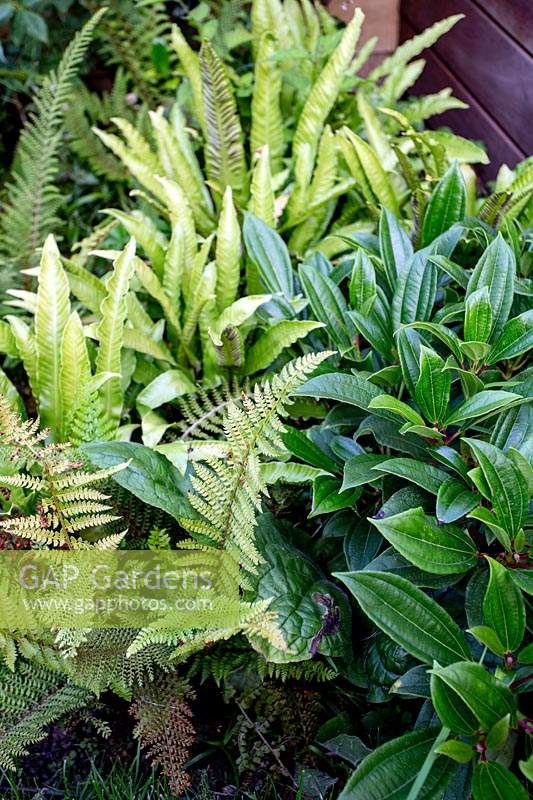 Contemporary garden in Wimbledon - planting includes Viburnum Davidii, Polystichum setifolium, Asplenium.