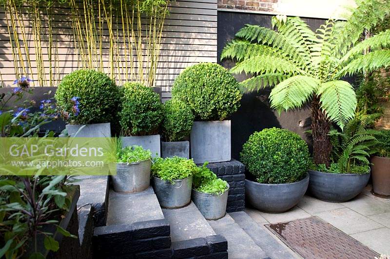 Collection of assorted modern containers with evergreens including Buxus - Box balls, a tree fern - Dicksonia - and ferns beside steps 