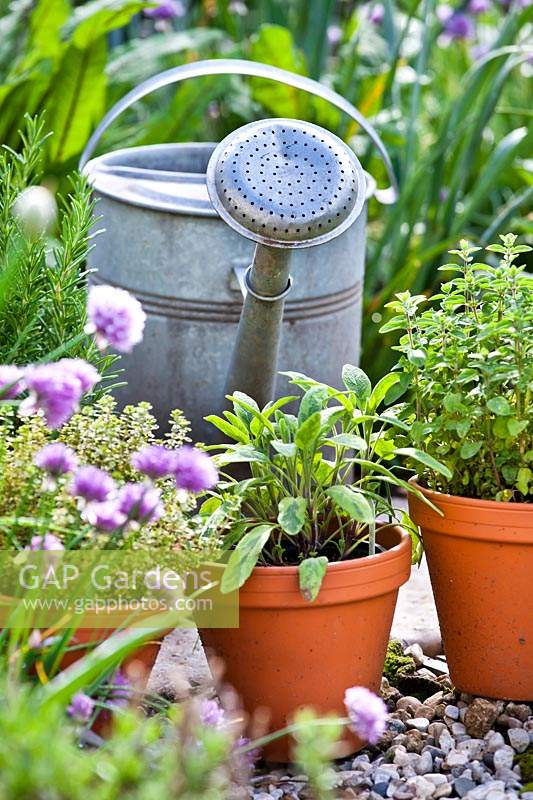 Metal watering can with rose on spout, beside pots of Salvia officinalis 'Icterina' - Sage, Origanum vulgare - Oregano and Thymus x citriodorus 'Aureo' - Thyme