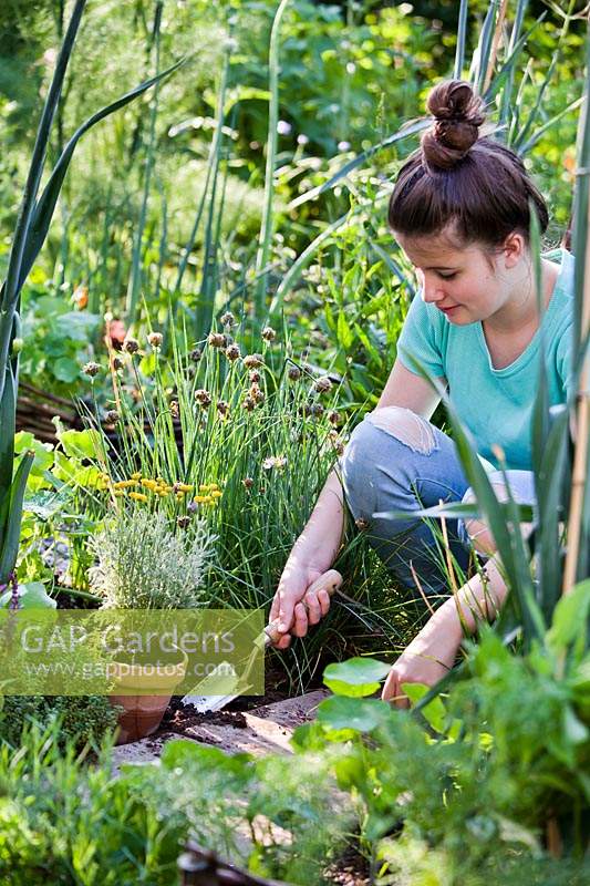 Woman planting herb Santolina chamaecyparissus - Cotton Lavender - in a herb bed using a trowel