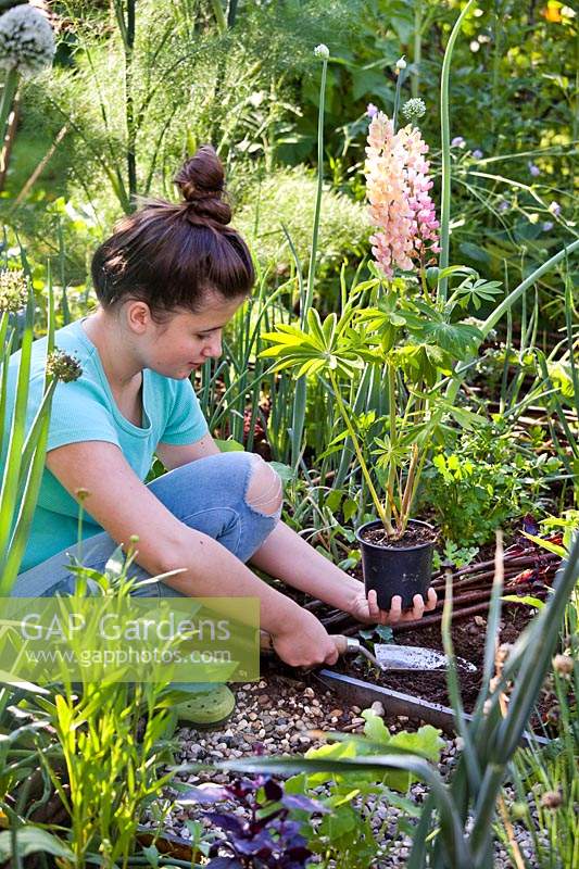 Girl planting potted Lupinus - Lupin - in a bed using a trowel