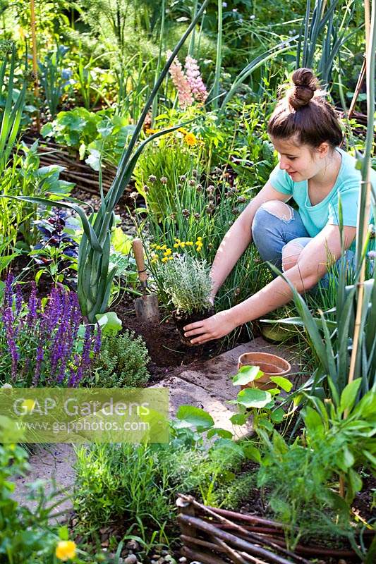 Girl planting herb potted - Santolina chamaecyparissus - Cotton Lavender - in a bed, holding rootball