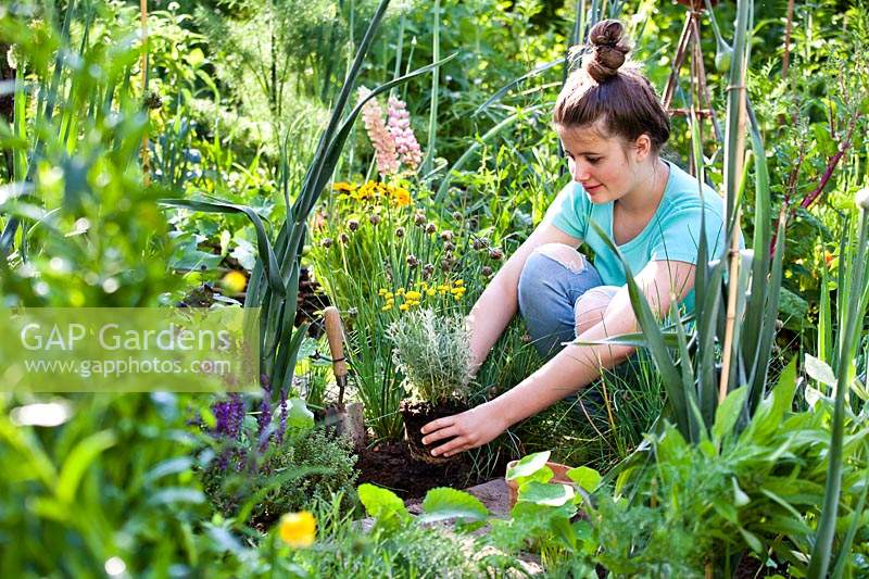 Girl planting Santolina chamaecyparissus - Cotton Lavender - in a herb bed, holding rootball