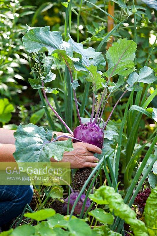 Harvesting Brassica oleracea var. gongylodes - Purple Kohlrabi, showing roots