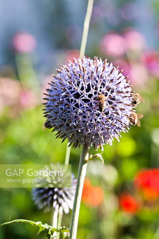Bees on Echinops ritro 'Veitch's Blue' - Glove Thistle