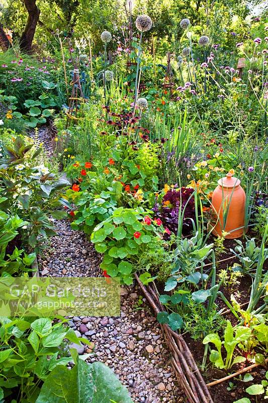 Raised bed with woven edge near gravel path. Bed filled with vegetables, herbs, annuals and perennials. Nasturtium spilling over edge, also Rudbeckia hirta and Verbena bonariensis together with flowering Allium - Leek and Welsh Onnion