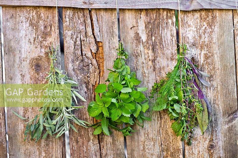 Three bunches of herbs hung up to dry: Salvia officinalis - Sage, Melissa officinalis - Lemon Balm and bunch of mixed herbs