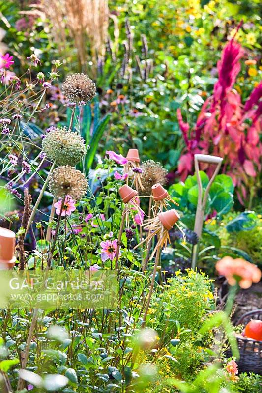 Allium - Leek - seedheads and earwig traps, small terracotta pots filled with straw and suspended on bamboo canes, in a bed with a mix of vegetables and flowers