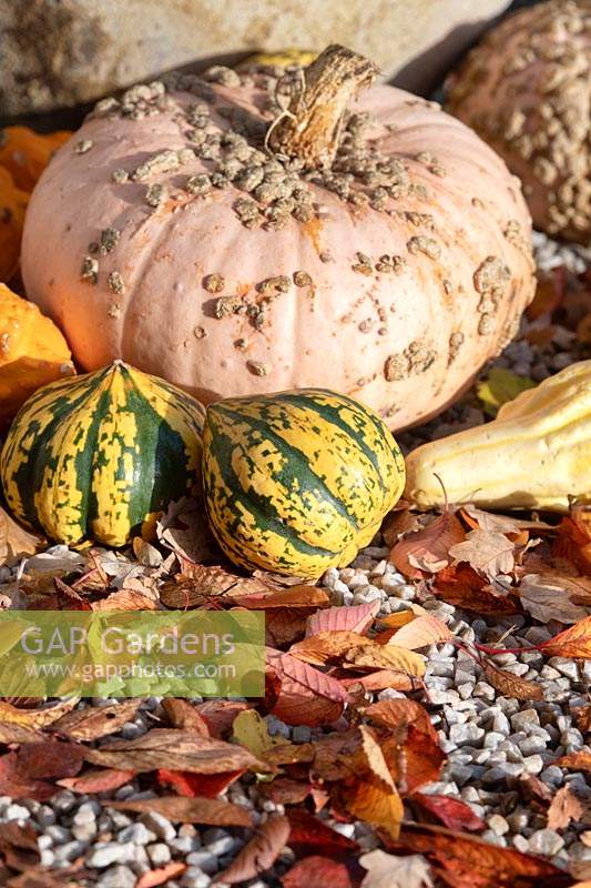 Cucurbita pepo - Pumpkin, squash, gourd and autumn leaves display at RHS Wisley gardens