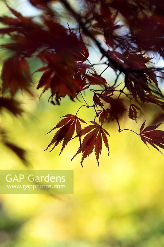 Acer palmatum 'Burgundy lace' - Japanese Maple  'Burgundy lace' 