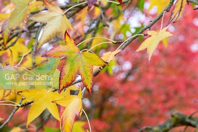 Liquidambar styraciflua 'Moraine' - Sweet gum tree foliage 