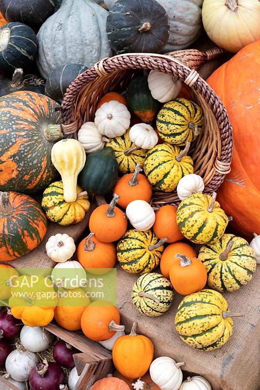Cucurbita pepo - Pumpkin, squash and gourd autumn display at RHS Wisley gardens