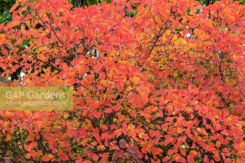 Cotinus cogyggria 'Flame' - Smokebush 'Flame' foliage in autumn