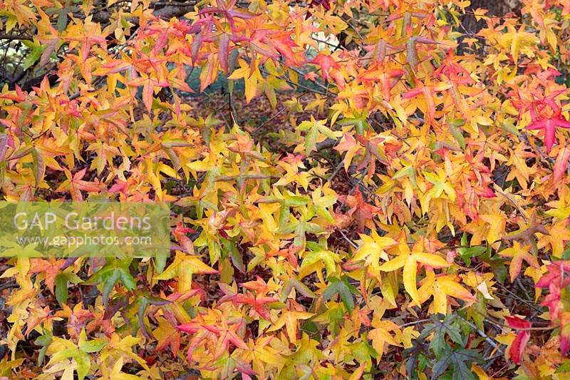 Liquidambar styraciflua 'Wisley king' - Sweet gum 'Wisley king' tree foliage in autumn at RHS Wisley gardens