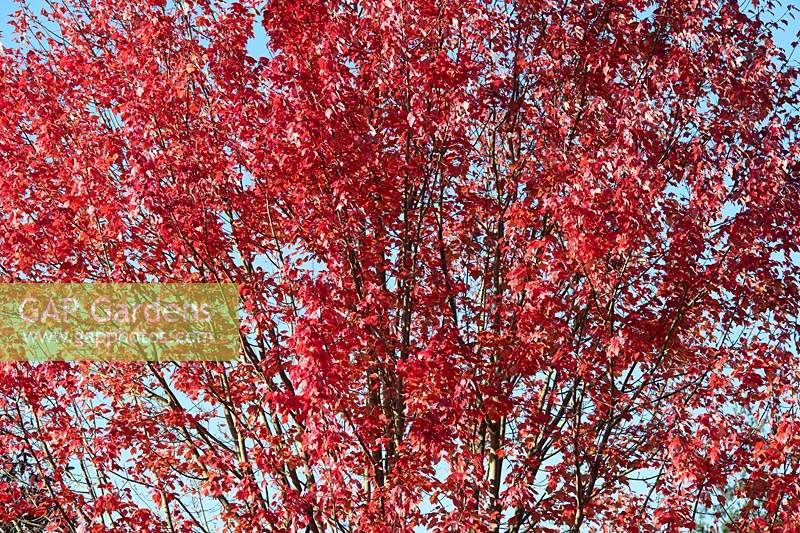 Acer rubrum 'October glory' - Red maple 'October Glory' foliage in autumn