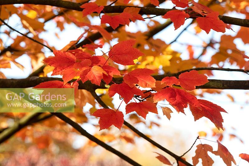 Acer rubrum 'October glory' - Red maple 'October Glory' foliage 