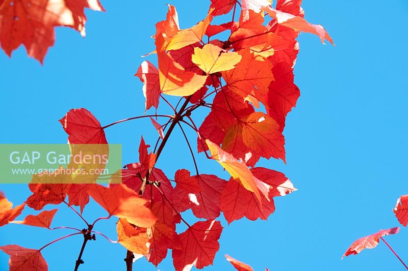 Acer rubrum 'October Glory' - Red Maple - leaves against a blue sky