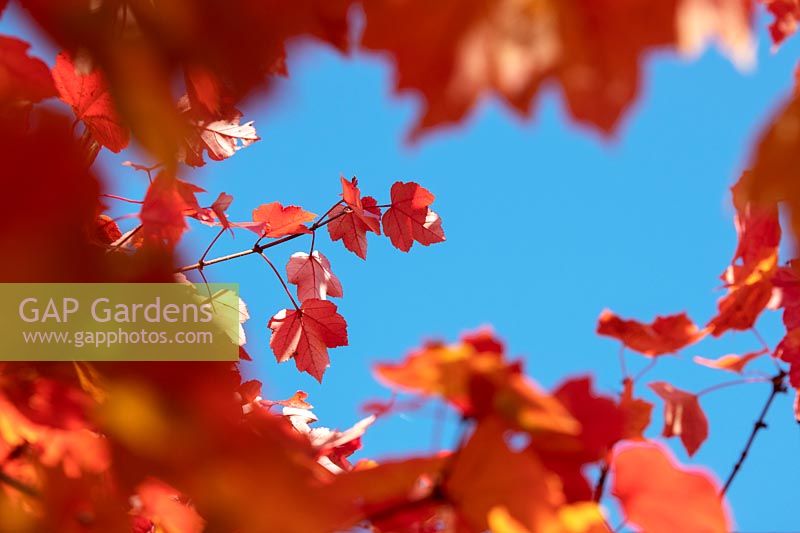 Acer rubrum 'October glory' - Red maple 'October Glory' foliage 