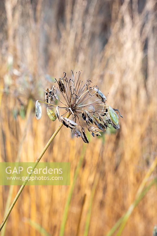 Agapanthus - African lily flowerhead gone to seed  
