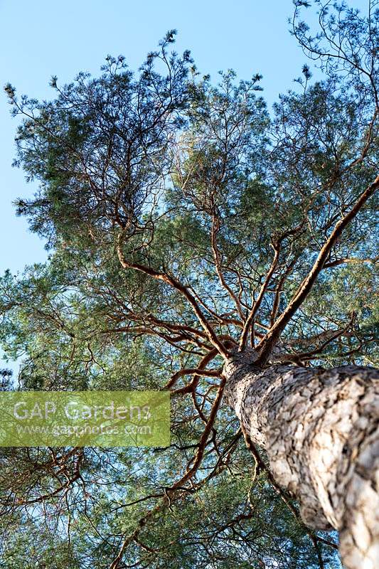 Pinus sylvestris - Scots pine tree canopy 