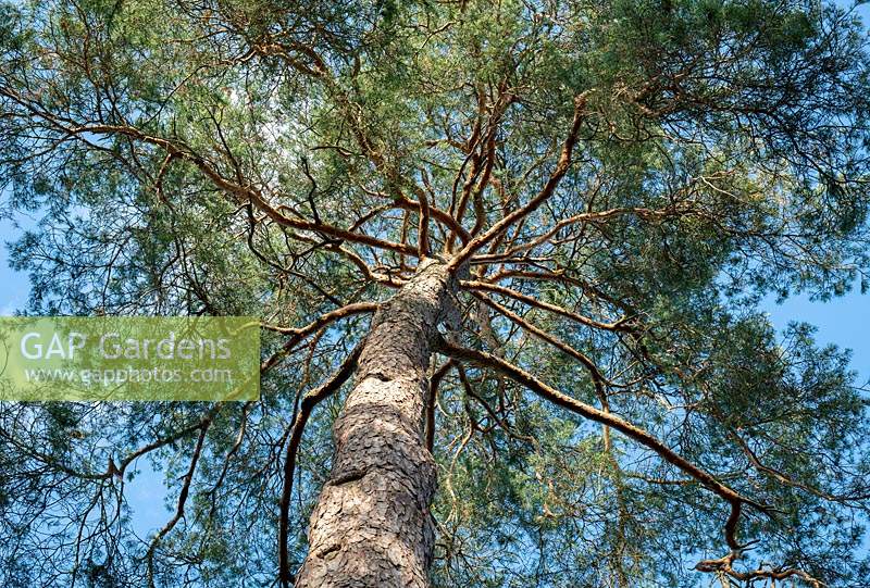 Looking up at Pinus sylvestris - Scots Pine - tree canopy against a blue sky