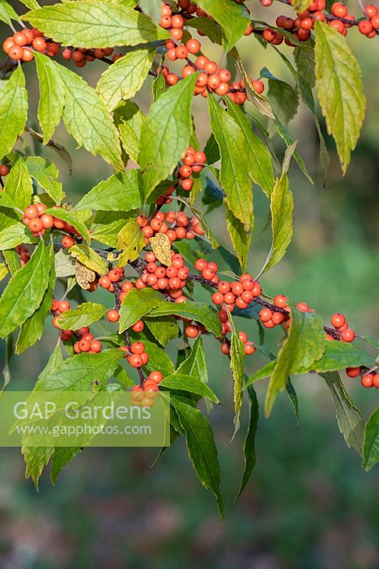 Ilex verticillata 'Winter Gold' - Winterberry - foliage and berries 