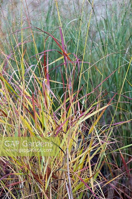 Panicum virgatum 'Hanse Herms' - Switch grass 'Hanse Herms' in autumn.