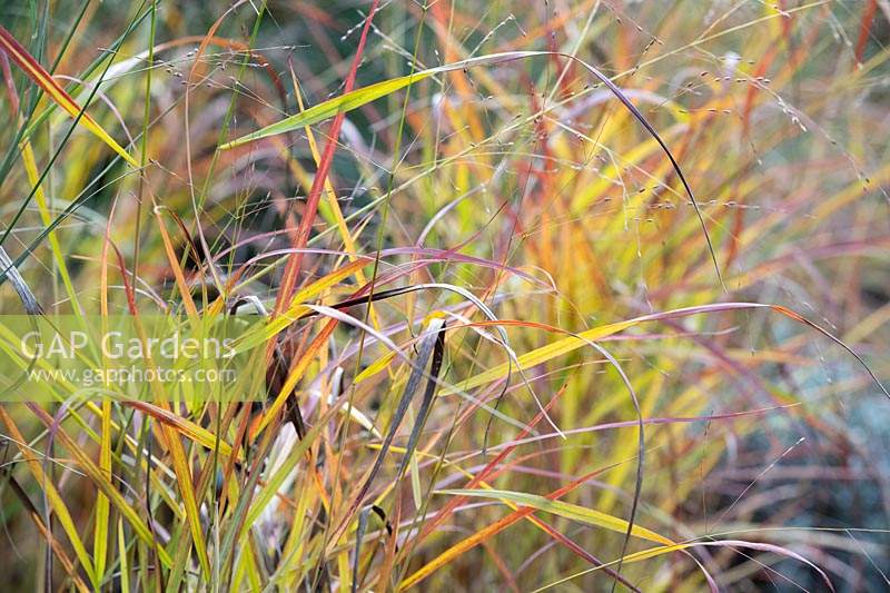 Panicum virgatum 'Hanse Herms' - Switch grass 'Hanse Herms' in autumn.