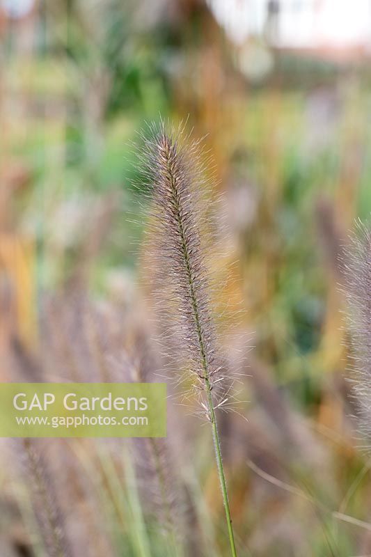 Pennisetum alopecuroides 'Cassian's choice' - Chinese fountain grass 'Cassian's choice' in autumn.
