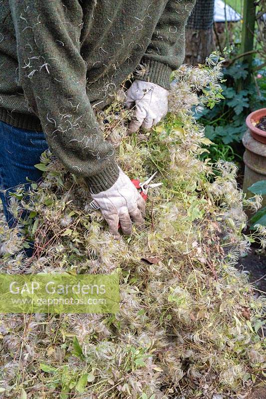 Gardener cutting back a Clematis 'My angel' plant in autumn.