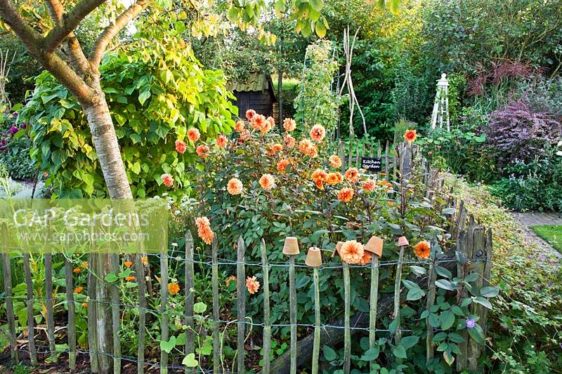 Chestnut palling enclosing edible garden. Dahlia 'David Howard'.