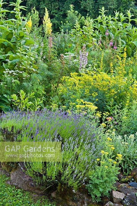 Mixed herb garden in early summer. Ruta graveolens - Common Rue, Lavandula angustifolia, chamomille, Dianthus, Hypericum perforatum - perforate St John's wort, common mullen, clary sage.