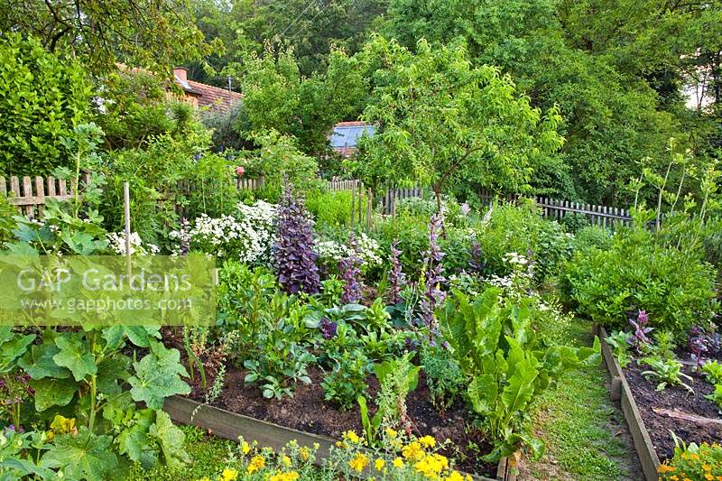 Raised beds in kitchen garden in early summer.