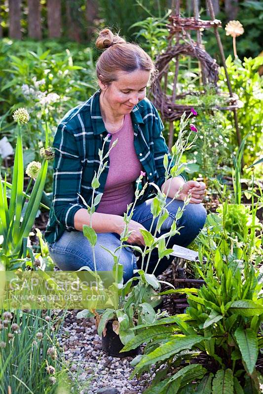 Woman planting Lychnis coronaria - Rose Campion in bed