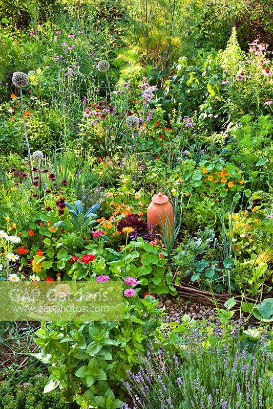 Mixed planting of vegetables, herbs and flowers. Zinnia elegans and Lavendula - Lavender - in foreground
