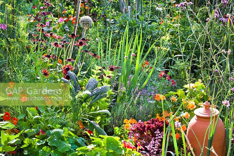 Mixed planting in a vegetable garden including Tropaeolum majus - Nasturtium, Rudbeckia hirta - Black-Eyed Susan, Foeniculum vulgare - Fennel, Kale, Leeks, Lavender, Basil and Lettuce.