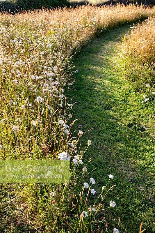 Pathway cut through wildflower meadow, planting includes: Daucus carota - Wild Carrot, Centaurea nigra - Knapweed, Agrostis capillaris - Common bent, Agrostis vinealis - Brown Bent, Cynosurus cristatus - Crested Dogstail