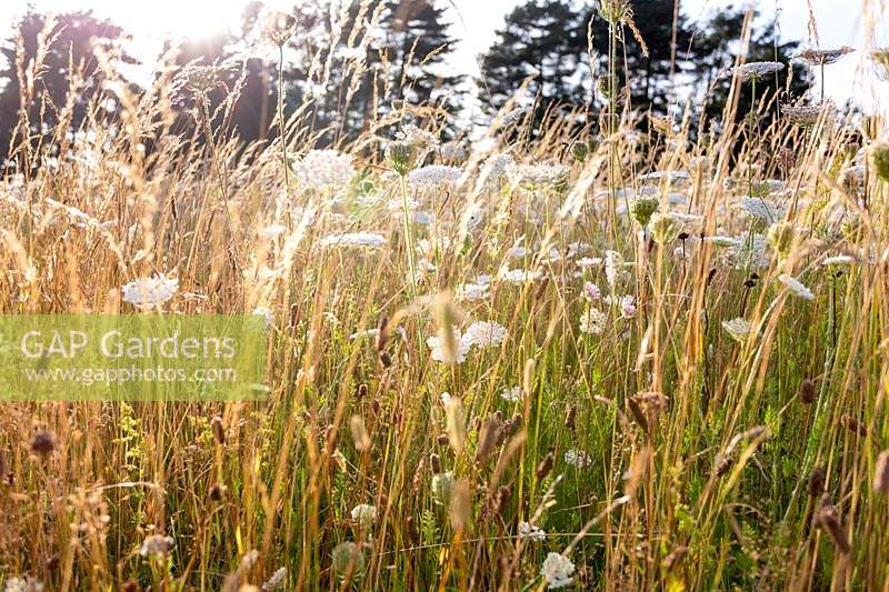 Wildflower meadow, planting includes: Daucus carota - Wild Carrot, Centaurea nigra - Knapweed, Agrostis capillaris - Common Bent,Agrostis vinealis - Brown BentCynosurus cristatus - Crested Dogstail