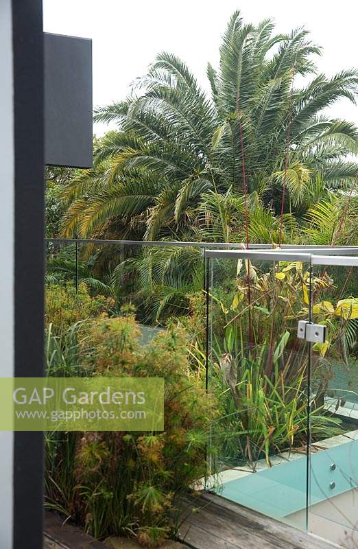A glass pool safety fence running through a water feature built into a deck and swimming pool, featuring a planting of Dwarf Papyrus, Cyperus isocladus.