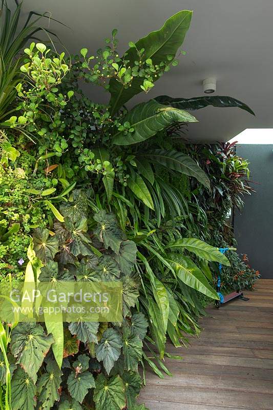 A vertical wall garden undercover on a timber deck, with a heavy planting of shade loving plants, begonia, maidenhair fern, a tropical fig and bromeliads.