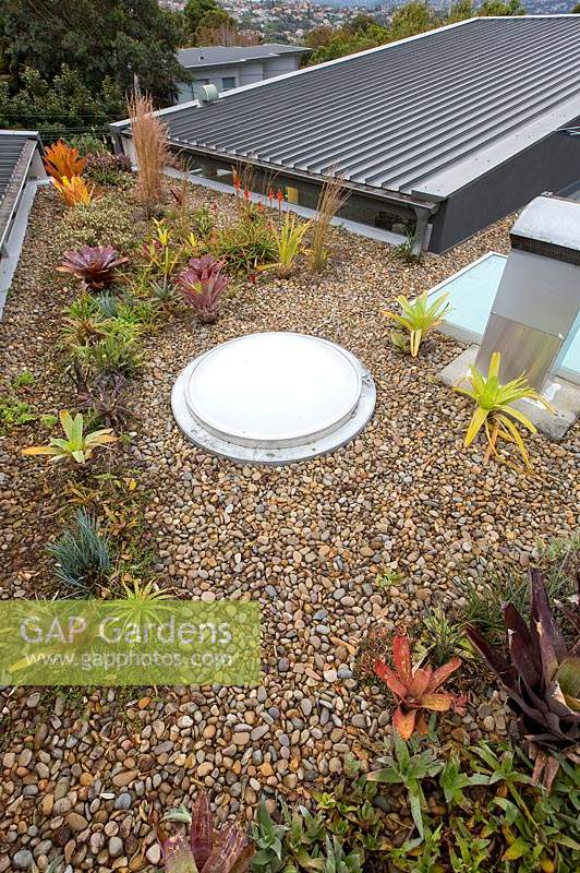 A rooftop xeriscape garden mulched with pebbles planted with a variety of succulents, grasses and bromeliads