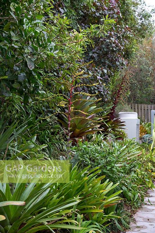 A garden edged with Mondo Grass heavily planted with a dramatic planting of Alcantareas,  some of which are flowering with maroon and grey, green leaves interplanted with strappy leaved Cliveas.