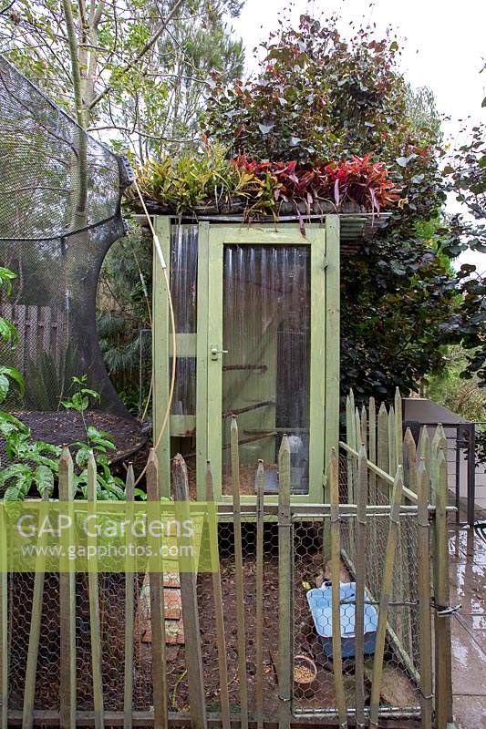 A homemade chicken coop built from second hand buliding materials, with a fence made from upturned tomato stakes and a rooftop garden planted with bromeliads.