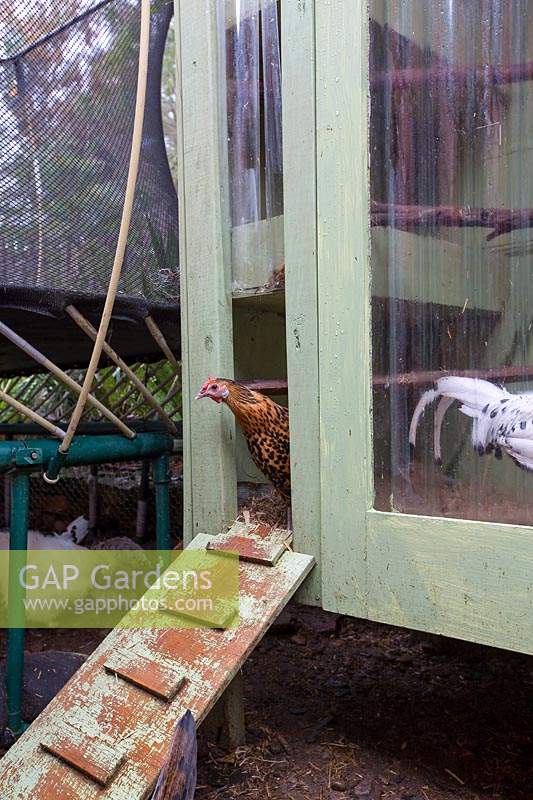 A homemade chicken coop built from second hand buliding materials