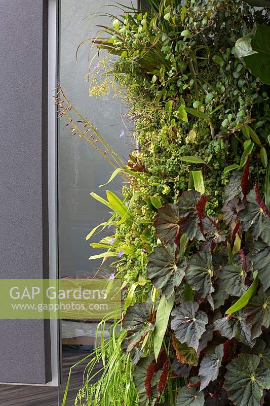 A vertical wall garden, with a heavy planting of shade loving plants, begonia, maidenhair fern, and a tropical fig.