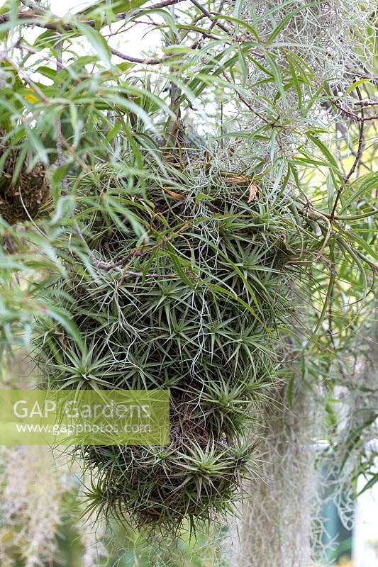 A suspended community of Tillandsia growing in amongst the branches of a Queensland Bottle tree.