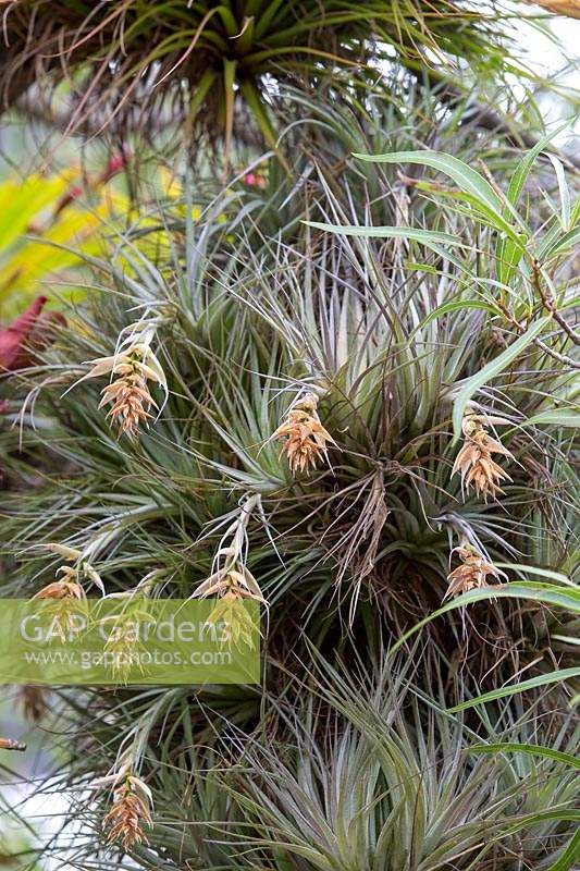 Tillandsias growing amongst the branches of a Brachychiton rupestris - Queensland Bottle Tree