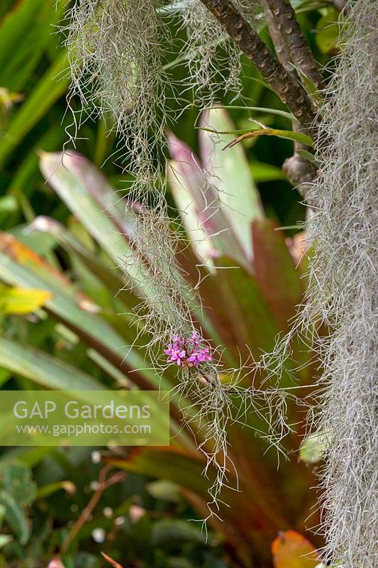 Epidendrum radicans - a Crucifix orchid with purple flowers in amongst Spanish moss.