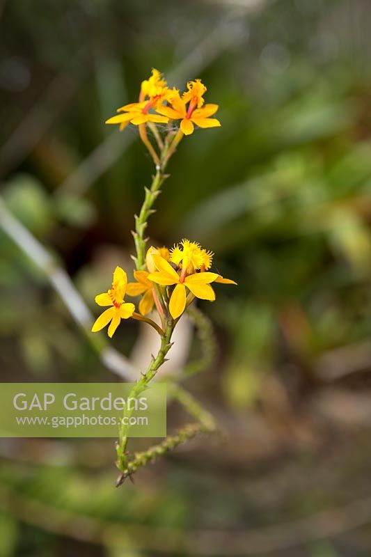 A close up of a Crucifix Orchid, Epidendrum ibaguense, with orange yellow flowers.