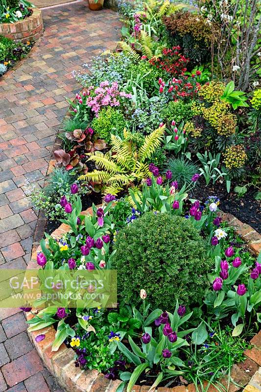 Spring border with raised circular bed and mixed planting including Tulipa 'Purple Flag'and Taxus baccata
